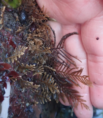 Abietinaria
