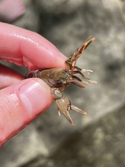 Cambarus carinirostris