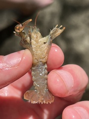 Cambarus carinirostris