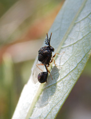 Pseudochalcura gibbosa