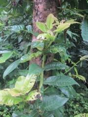 Syzygium polycephaloides