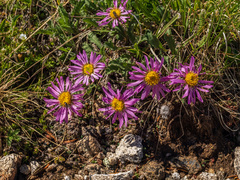 Xanthisma coloradoense