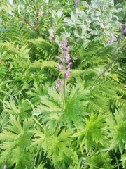 Aconitum septentrionale