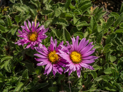 Xanthisma coloradoense