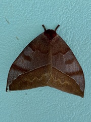 Automeris meridionalis