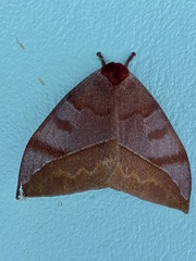Automeris meridionalis