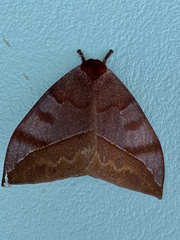 Automeris meridionalis