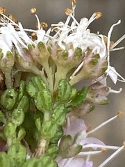 Agathosma riversdalensis