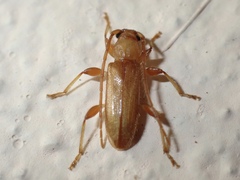 Curtomerus flavus