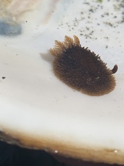 Acanthodoris pilosa