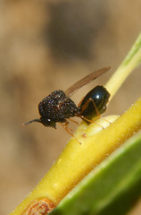 Pseudochalcura gibbosa