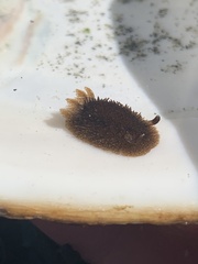 Acanthodoris pilosa
