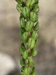 Agathosma riversdalensis