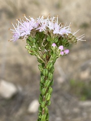 Agathosma riversdalensis