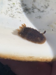Acanthodoris pilosa