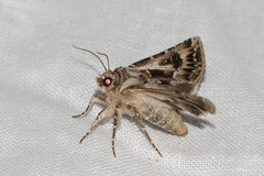 Agrotis vestigialis