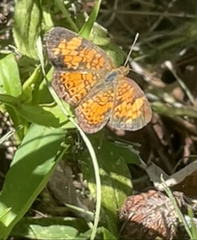 Phyciodes tharos