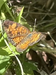 Phyciodes tharos