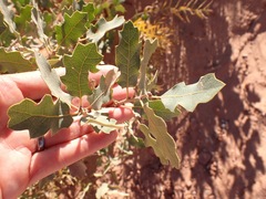 Quercus welshii