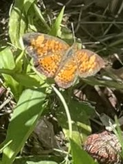 Phyciodes tharos