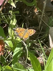 Phyciodes tharos