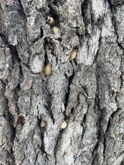 Lepidoptera