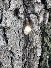 Lepidoptera