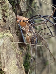 Leiobunum calcar