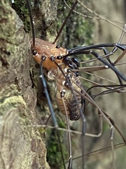 Leiobunum calcar