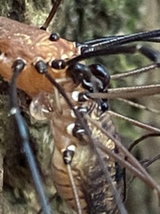Leiobunum calcar