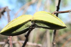 Cryptostegia madagascariensis