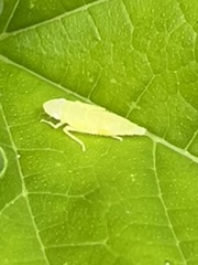 Cicadomorpha
