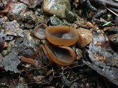 Peziza atrovinosa