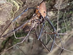 Leiobunum calcar