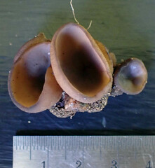Peziza atrovinosa