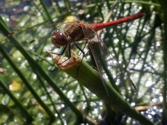 Sympetrum striolatum