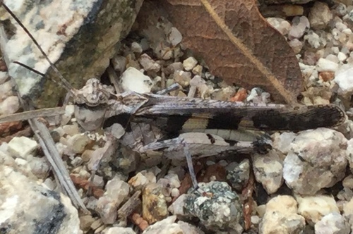 Platte Range Grasshopper photo 5