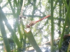 Sympetrum striolatum