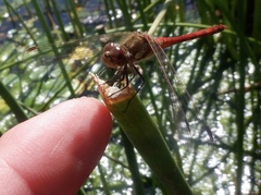 Sympetrum striolatum