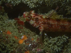 Alloclinus holderi
