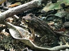 Incilius marmoreus