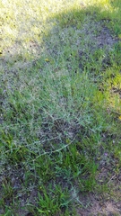Gypsophila paniculata