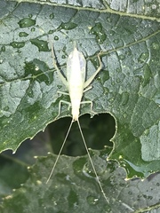 Oecanthus quadripunctatus