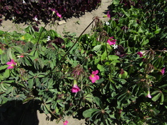 Oxalis lasiandra