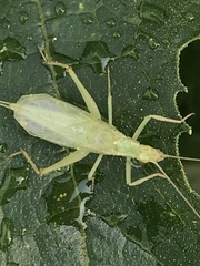 Oecanthus quadripunctatus
