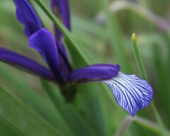 Iris sintenisii sintenisii