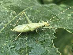 Oecanthus quadripunctatus