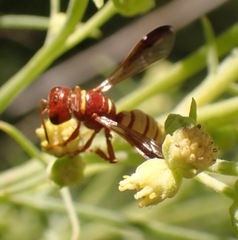 Eucerceris canaliculata