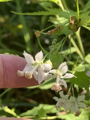 Ripariosida hermaphrodita