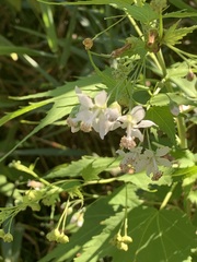 Ripariosida hermaphrodita